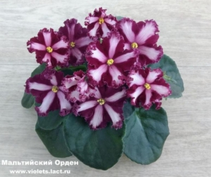 Фиалка Мальтийский Орден