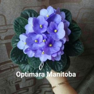 Фиалка Манитоба (Optimara Manitoba)