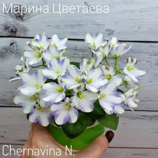 Фиалка Марина Цветаева (А.Басенина) 3