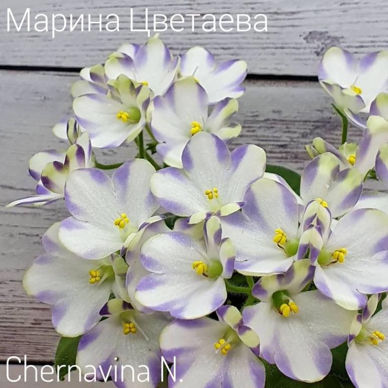 Фиалка Марина Цветаева (А.Басенина) 4