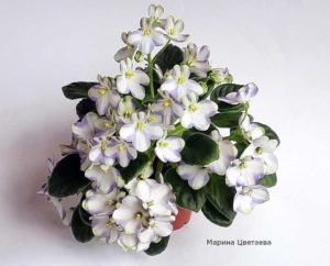 Фиалка Марина Цветаева (А.Басенина)