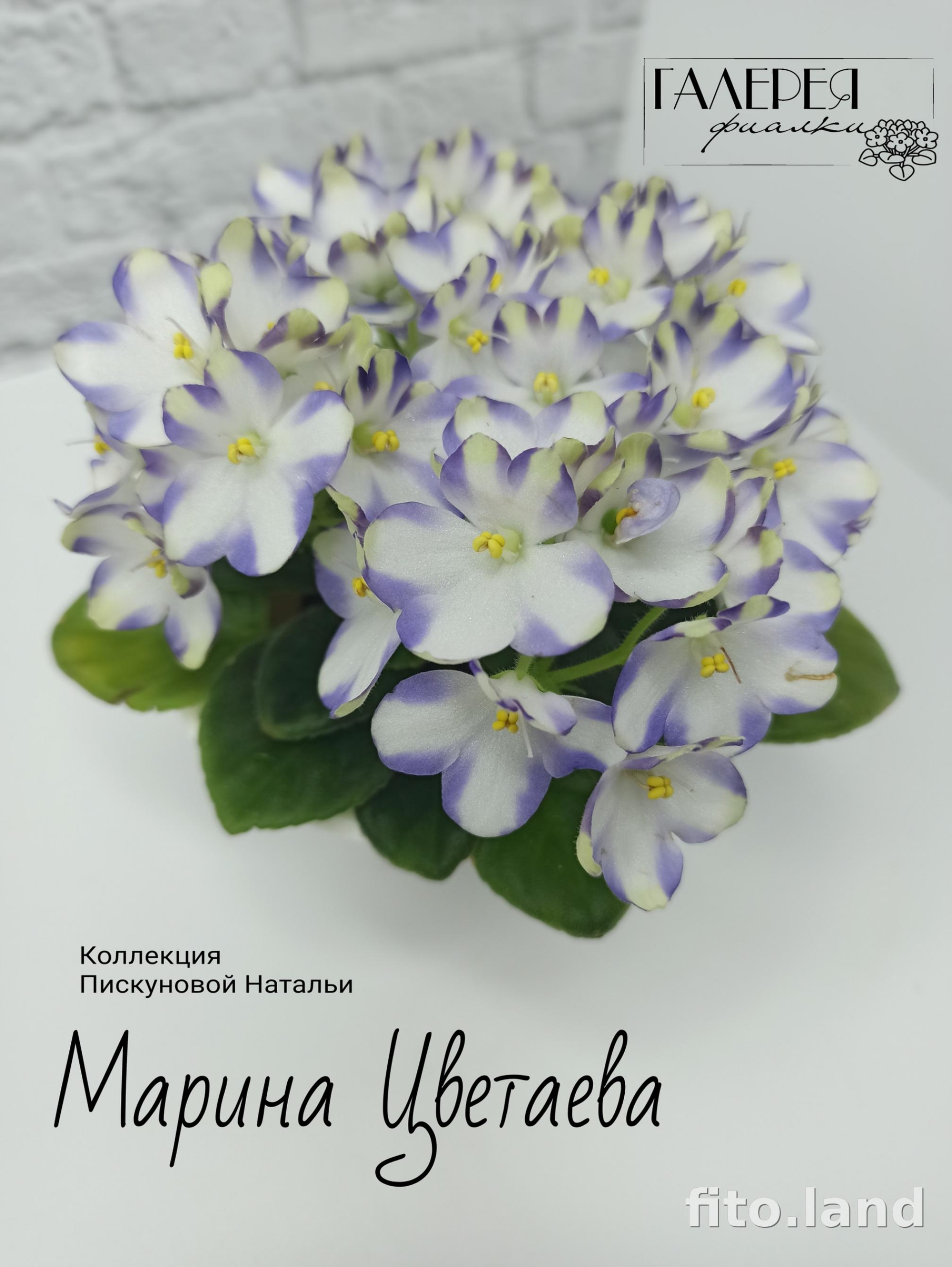 Фиалка Марина Цветаева (А.Басенина) 5
