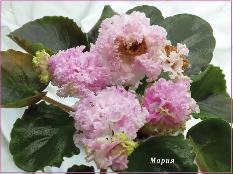 Фиалка Мария (Т. Дадоян) 5