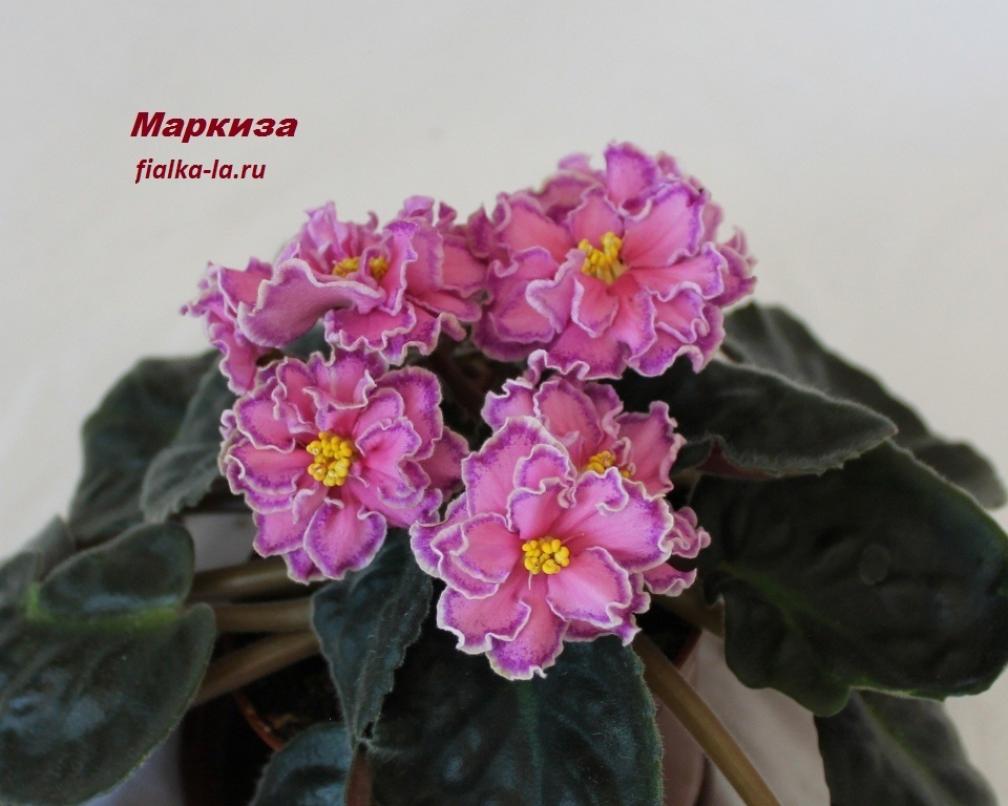 Фиалка Маркиза 2
