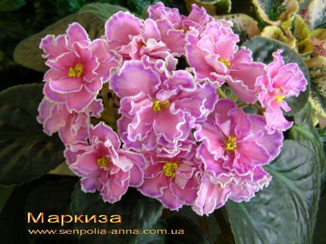 Фиалка Маркиза 5