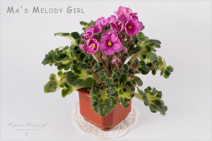 Фиалка Ma’s Melody Girl 5
