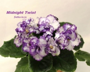 Фиалка Midnight Twist
