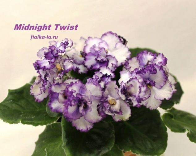Фиалка Midnight Twist