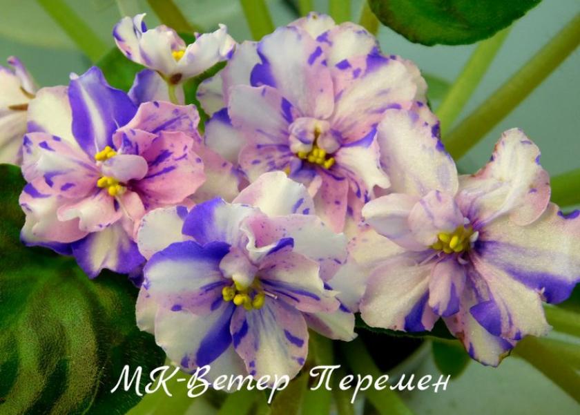 Фиалка МК-Ветер перемен 6