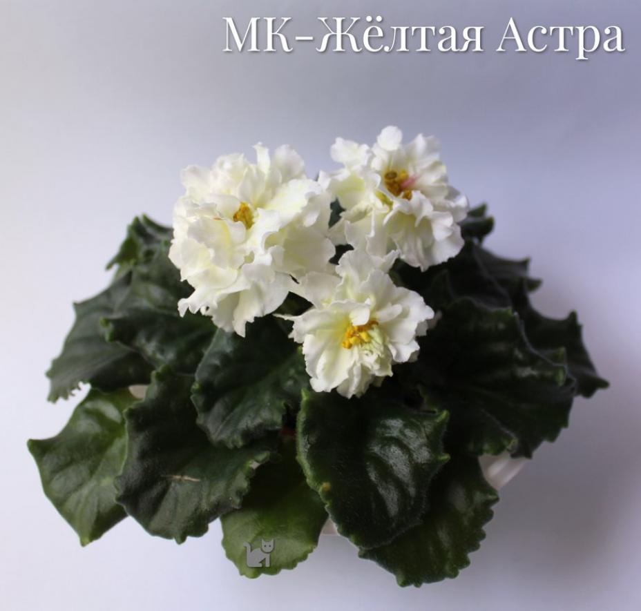 Фиалка МК-Желтая Астра 4