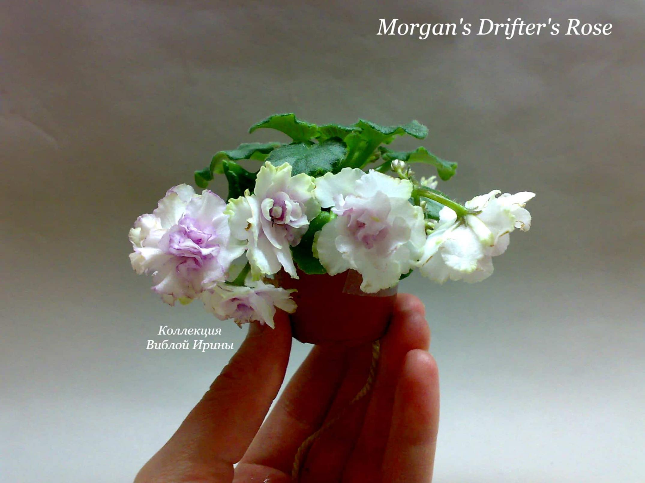 Фиалка Morgans Drifters Rose 2