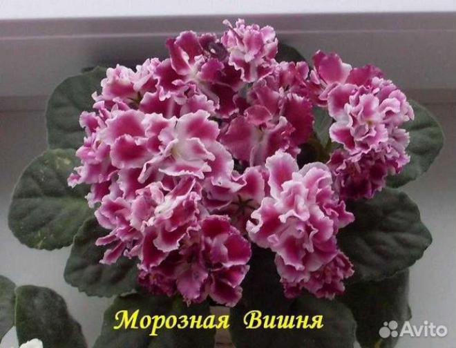Фиалка Морозная вишня 6