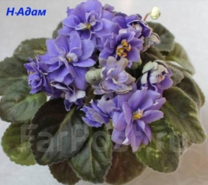 Фиалка Н-Адам