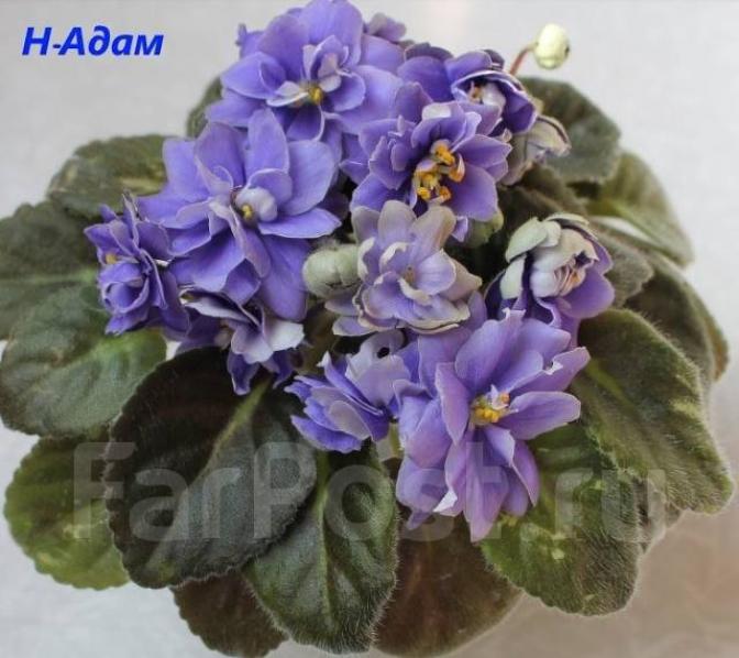 Фиалка Н-Адам