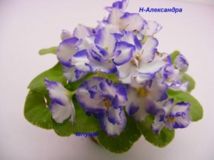 Фиалка Н-Александра