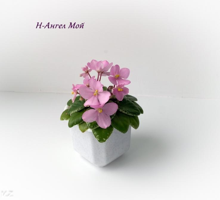 Фиалка Н-Ангел Мой 7
