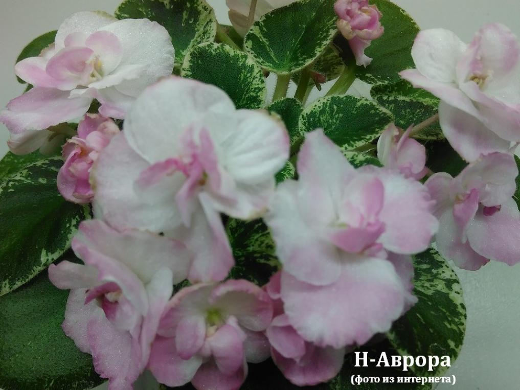 Фиалка Н-Аврора 3