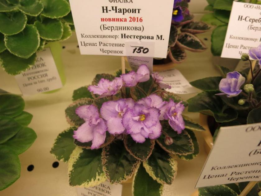 Фиалка Н-Чароит 6