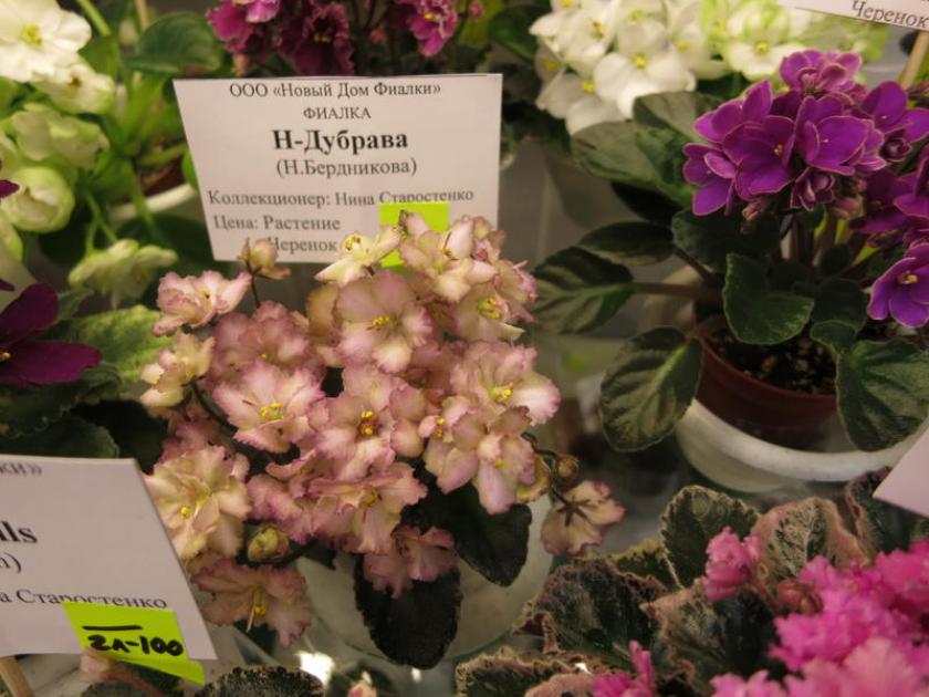 Фиалка Н-Дубрава 2