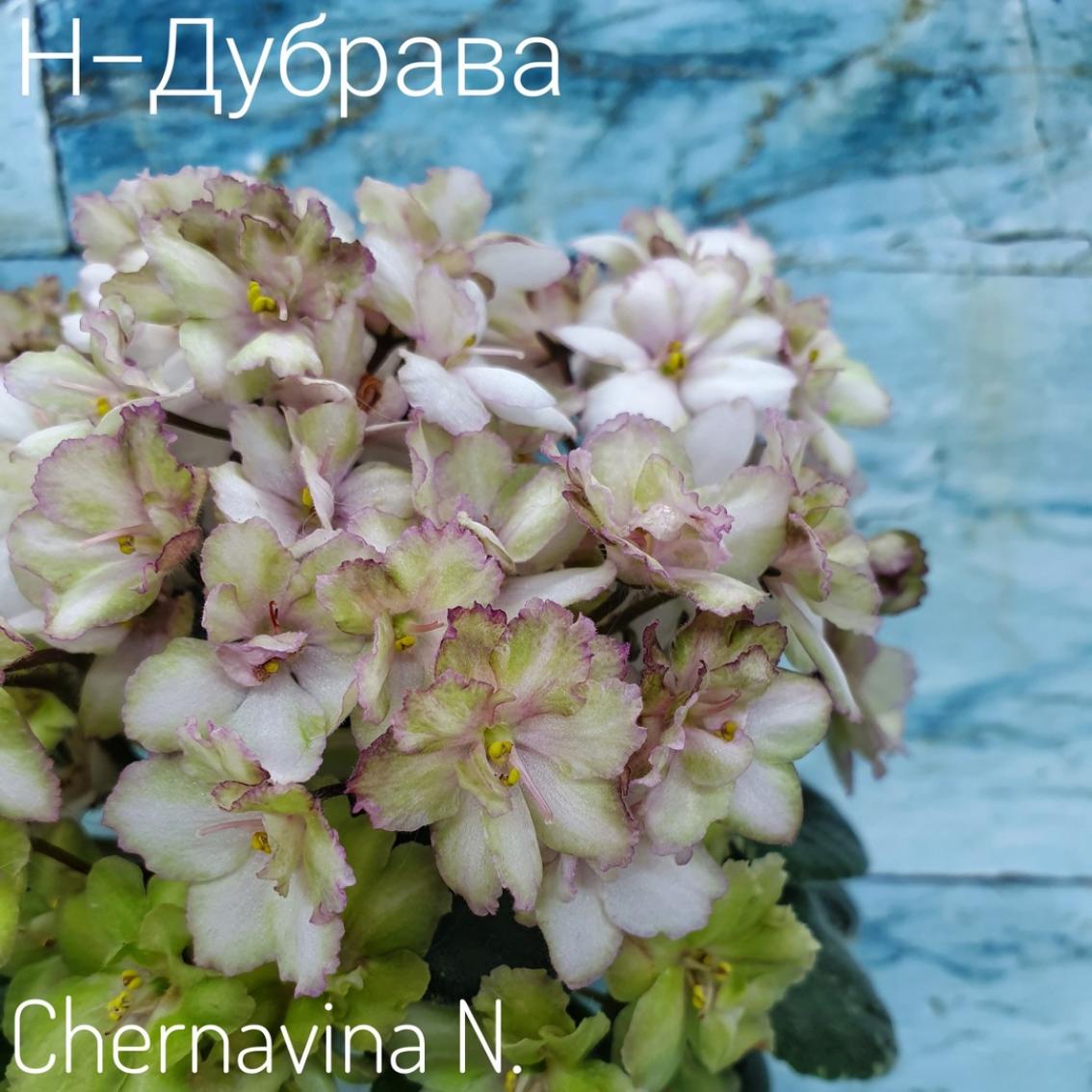 Фиалка Н-Дубрава 4
