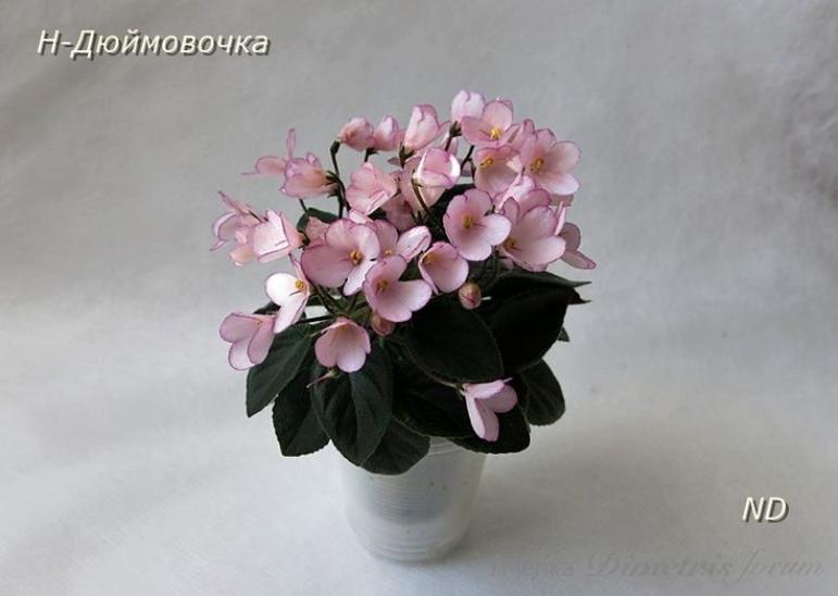 Фиалка Н-Дюймовочка 2