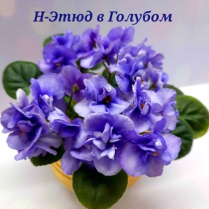 Фиалка Н-Этюд в Голубом