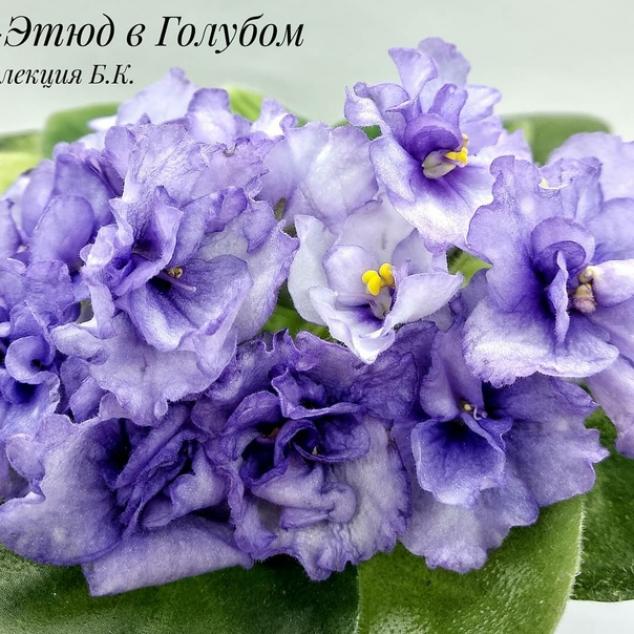 Фиалка Н-Этюд в Голубом 5