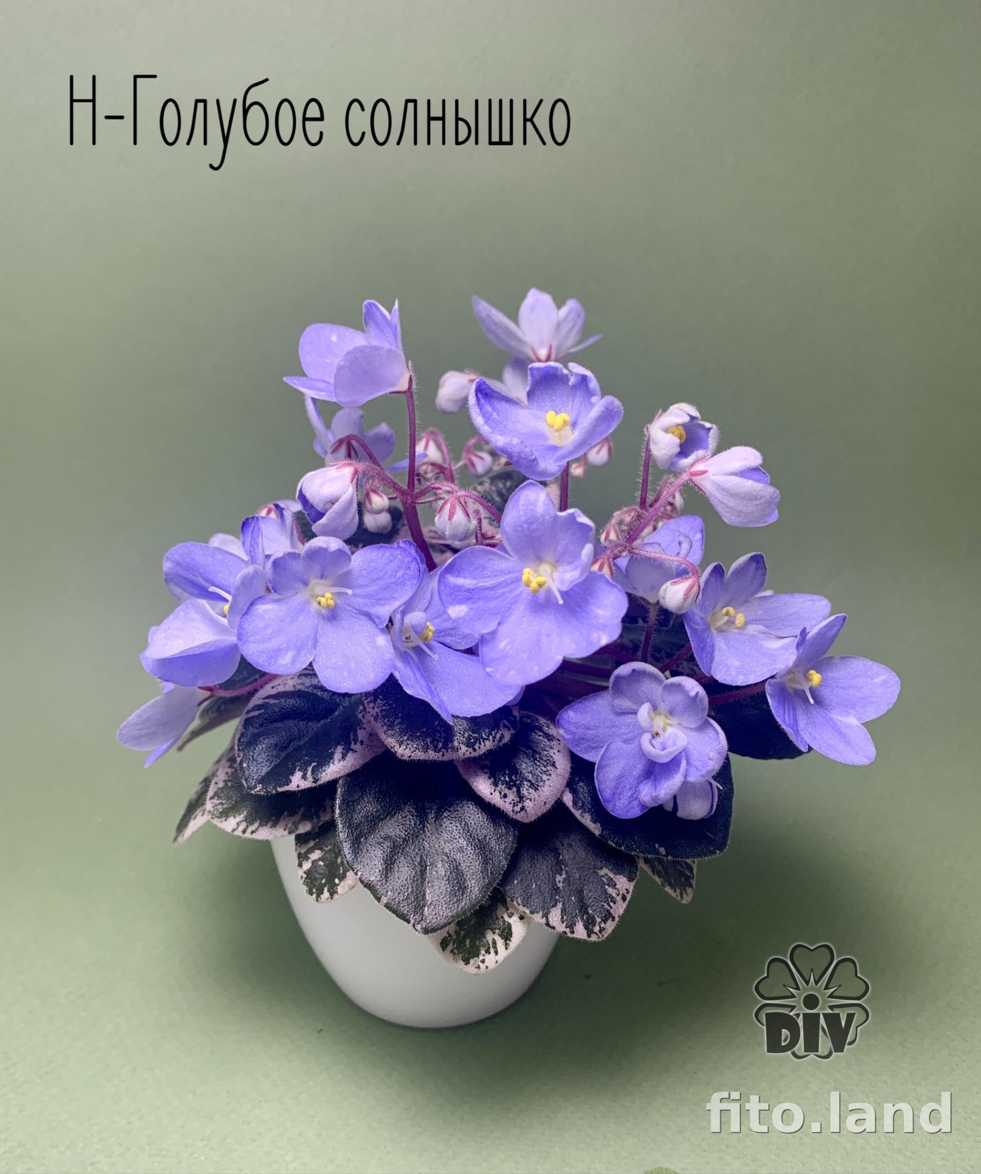 Фиалка Н-Голубое Солнышко 2