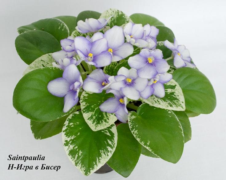 Фиалка Н-Игра в Бисер 7