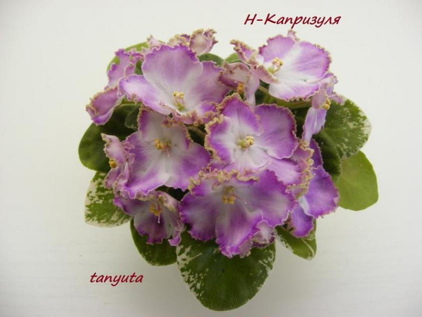 Фиалка Н-Капризуля 4