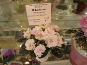 Фиалка Н-Карелия