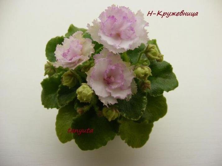 Фиалка Н-Кружевница 3