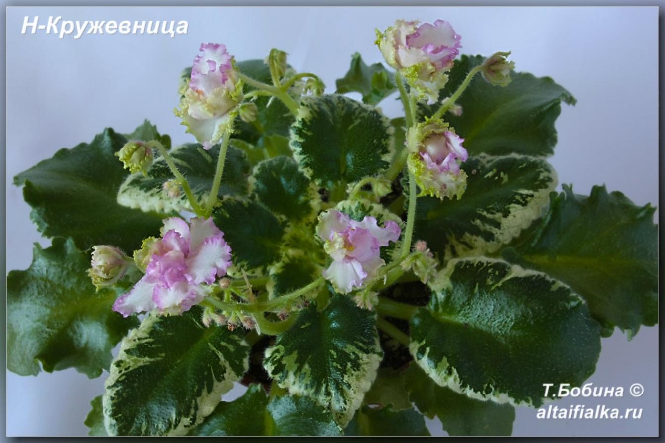 Фиалка Н-Кружевница 6