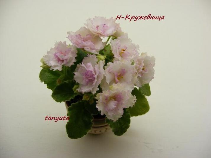 Фиалка Н-Кружевница