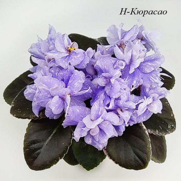 Фиалка Н-Кюрасао 2