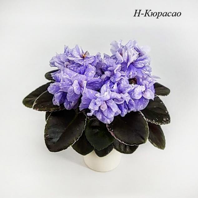 Фиалка Н-Кюрасао 6