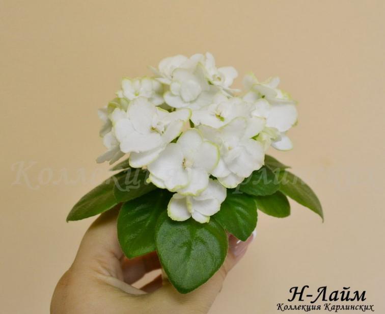 Фиалка Н-Лайм 6
