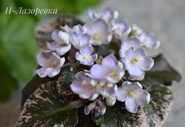 Фиалка Н-Лазоревка 3