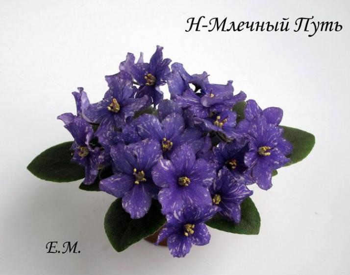Фиалка Н-Млечный Путь 2