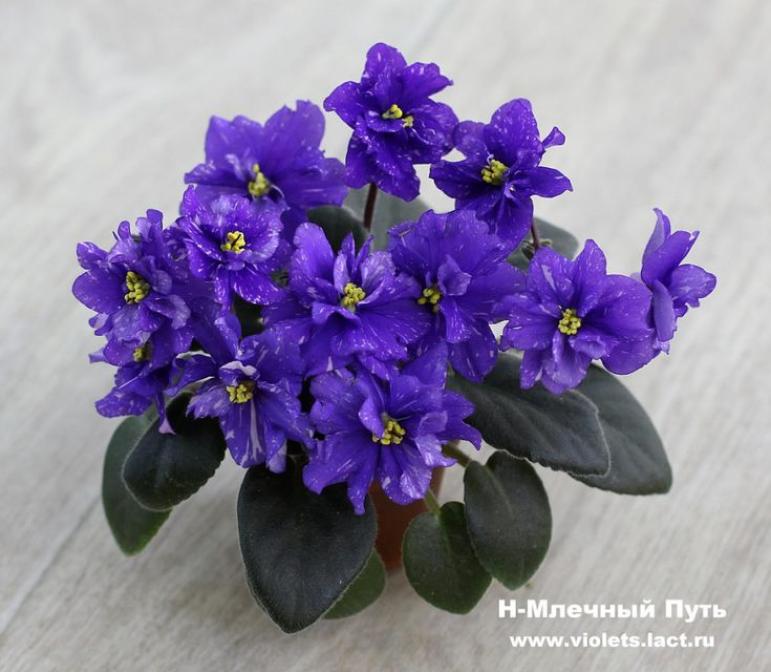 Фиалка Н-Млечный Путь 3