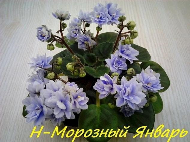 Фиалка Н-Морозный Январь 5