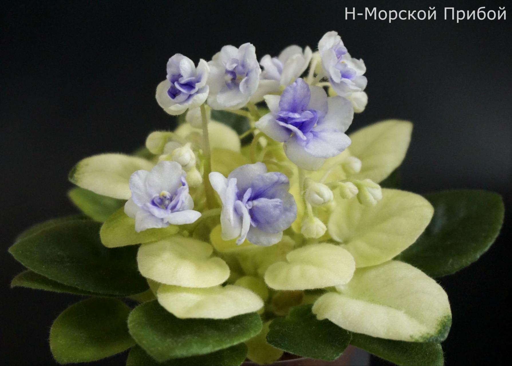 Фиалка Н-Морской прибой 3