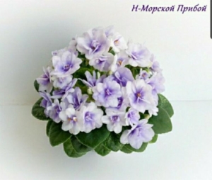 Фиалка Н-Морской прибой