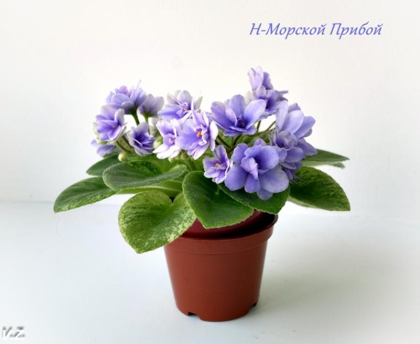 Фиалка Н-Морской прибой 5