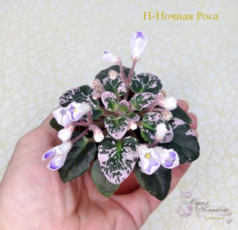 Фиалка Н-Ночная роса 3