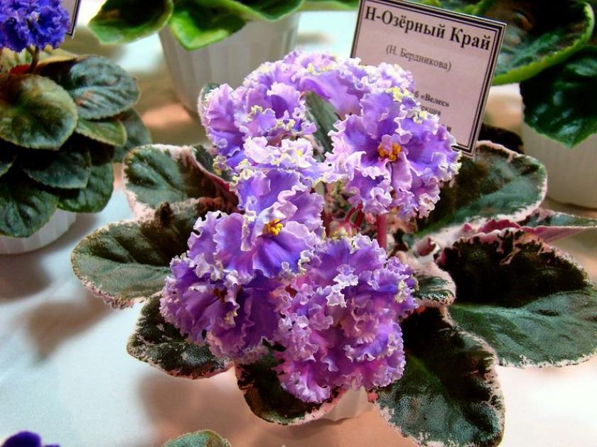 Фиалка Н-Озёрный Край 5