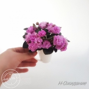 Фиалка Н-Ожидание