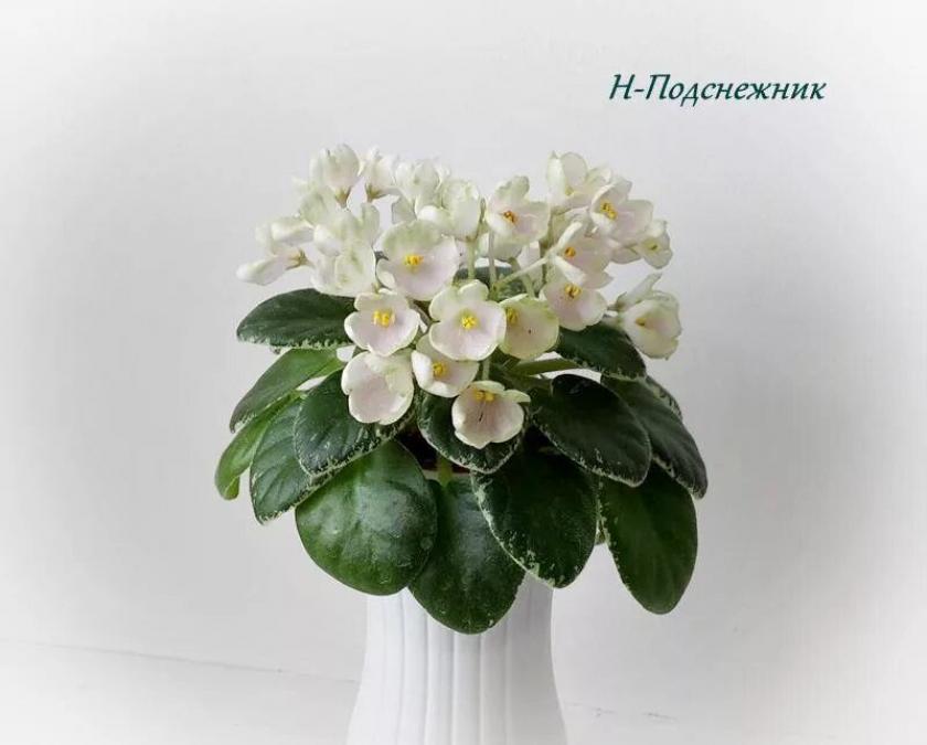 Фиалка Н-Подснежник