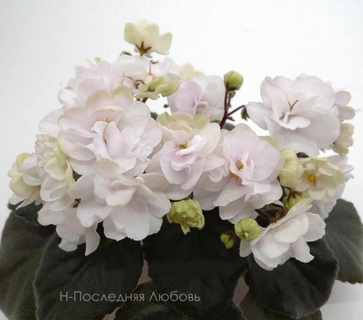 Фиалка Н-Последняя Любовь 6