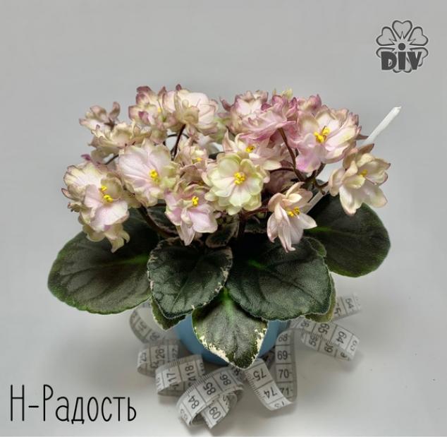 Фиалка Н-Радость 4